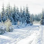 Cosy * スパ